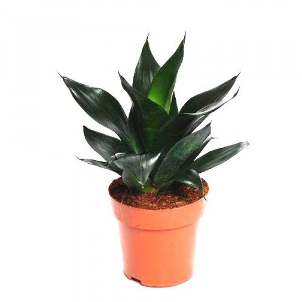 Sansevieria Black Dragon, Snake Plant - Mother in Law Tongue Plant
